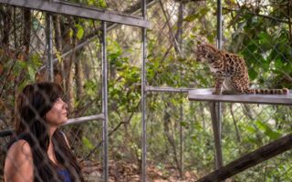 Scientists discover the first new cat species in more than 100 years