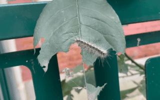 It doesn’t bite but has great visual impact! The invasive species American white moth is rampant on the streets. How to deal with it