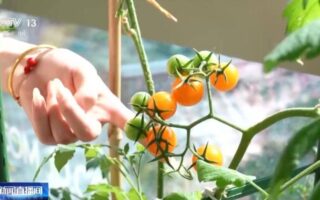 “Growing vegetables at work stations” has become popular, and vegetable pots have become a “work companion”