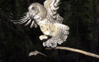 Killing endangered wildlife is legal if they aren’t the target, new Trump rule says