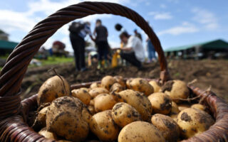 Potato changes! French fries will be smaller next year: Heat wave destroys 3.1 million tonnes of potatoes in Europe this summer