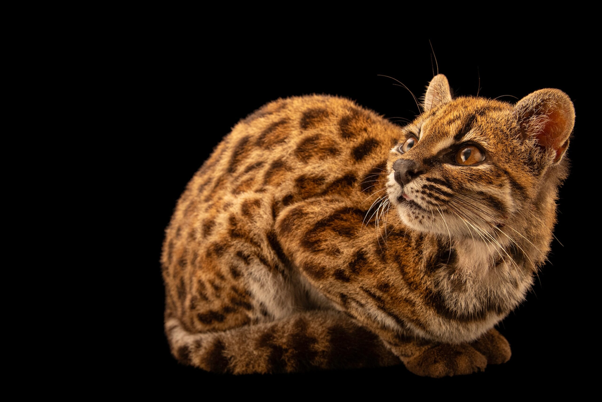 A newly discovered tiger-cat species is photographed against a black background.