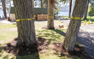 Someone has poisoned 28 Lake Tahoe trees. Now there’s a $147,000 reward.