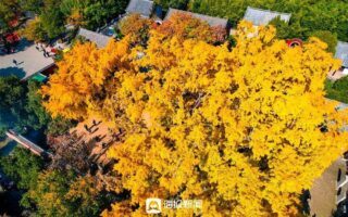 It is 4,000 years old and has met Lu Yingong, Liu Xie, Guo Moruo… and also me.
