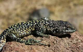 New lizard species discovered in Peru, San Marcos University says