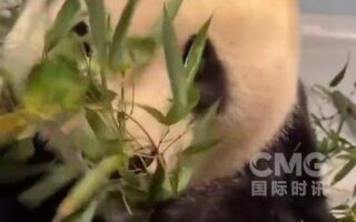 大熊貓“福雙”抵美后的“吃播”首秀：狀態良好 胃口不錯