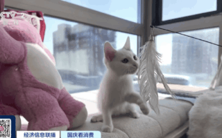 訂單暴增超300%，“寵”出新“風口”！這筆生意，需求爆發→