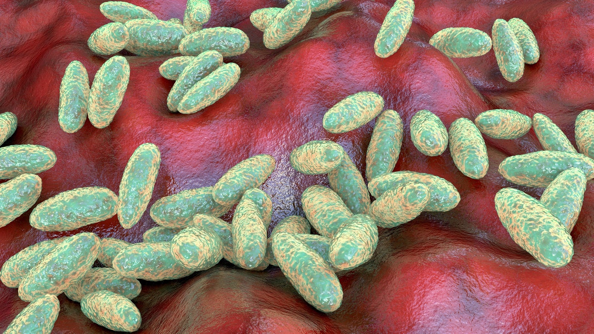 Plague bacteria yersinia pestis